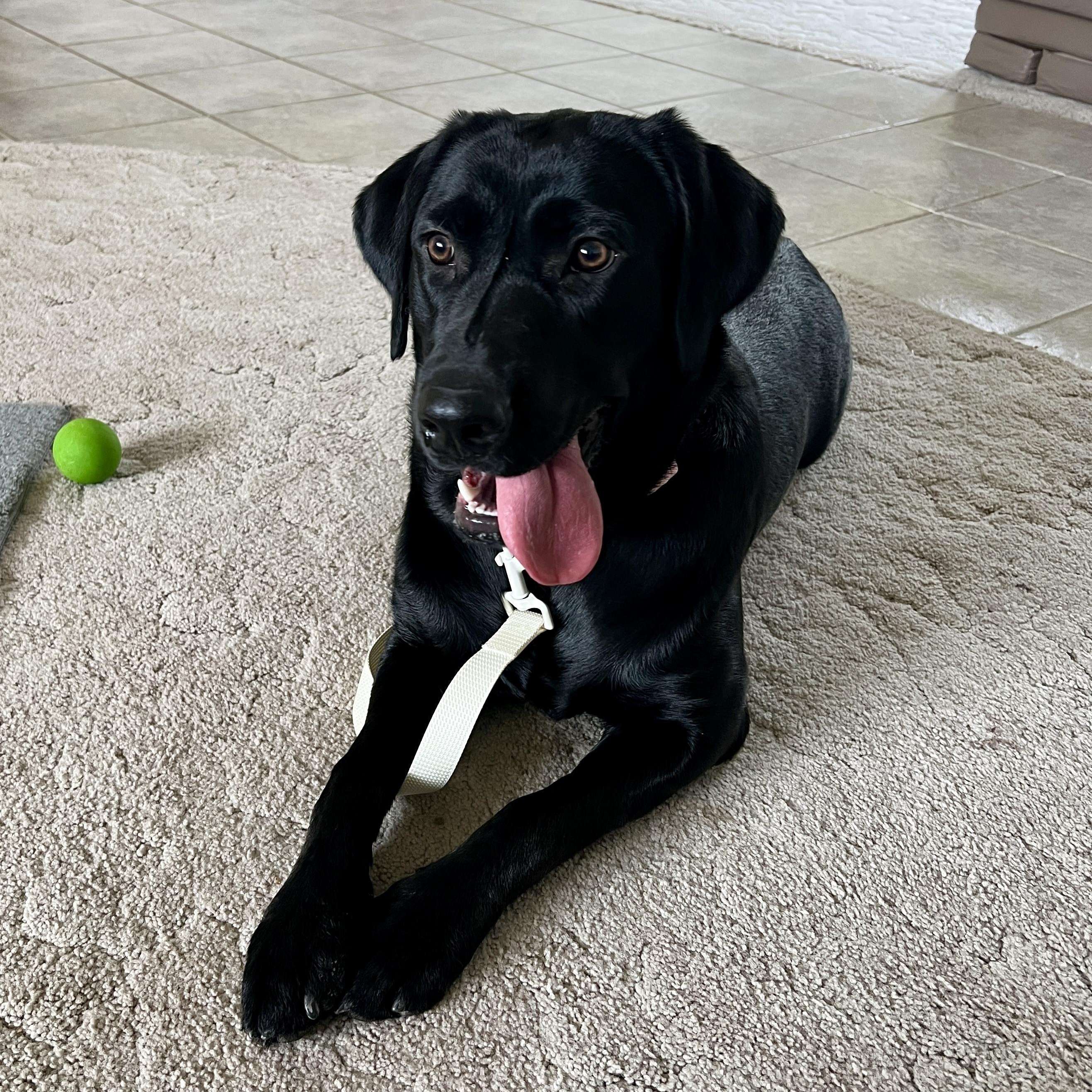 Bella, Adoptable, Adult Female Black Labrador Retriever.