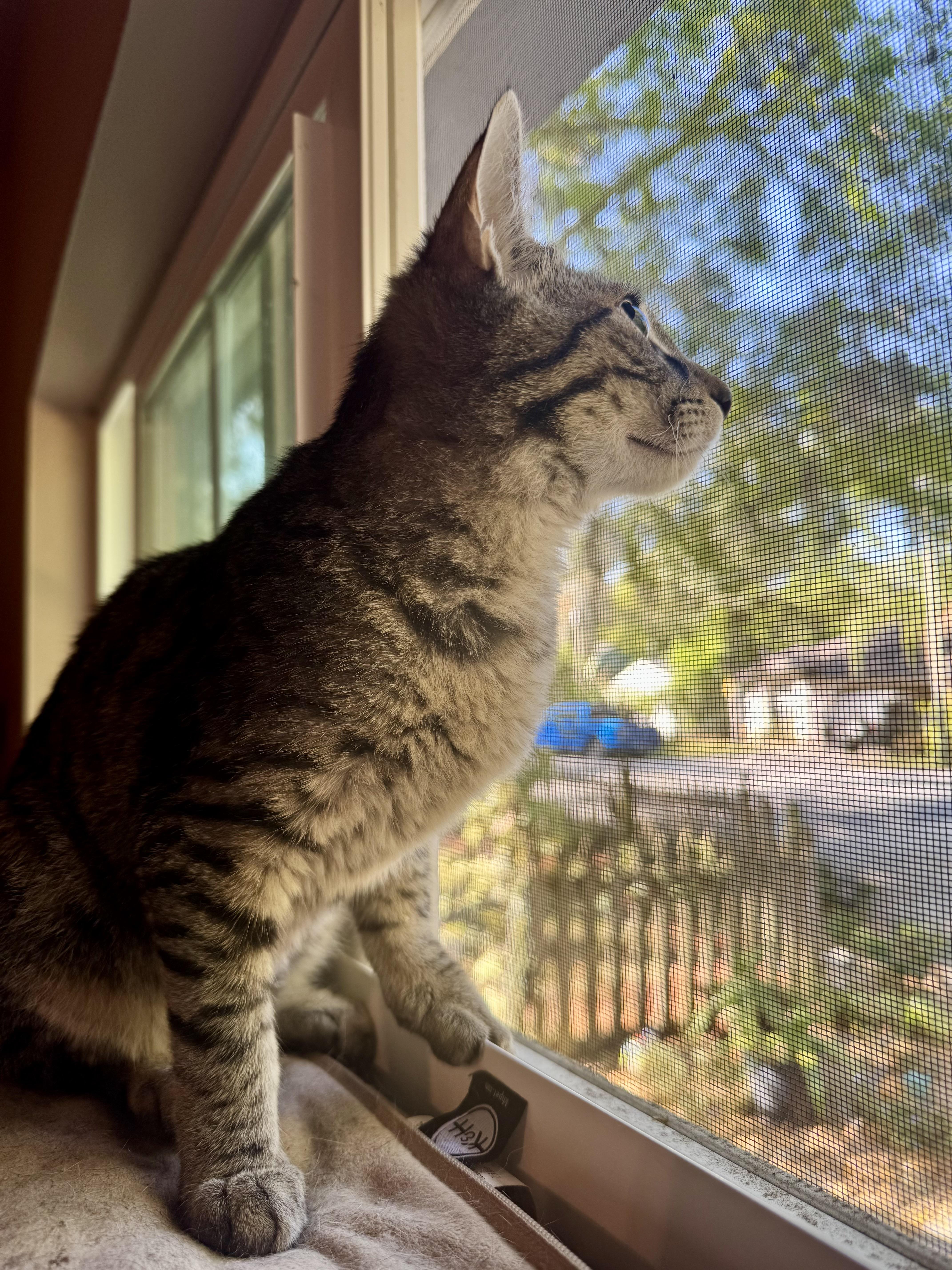 Fletcher =^.^=