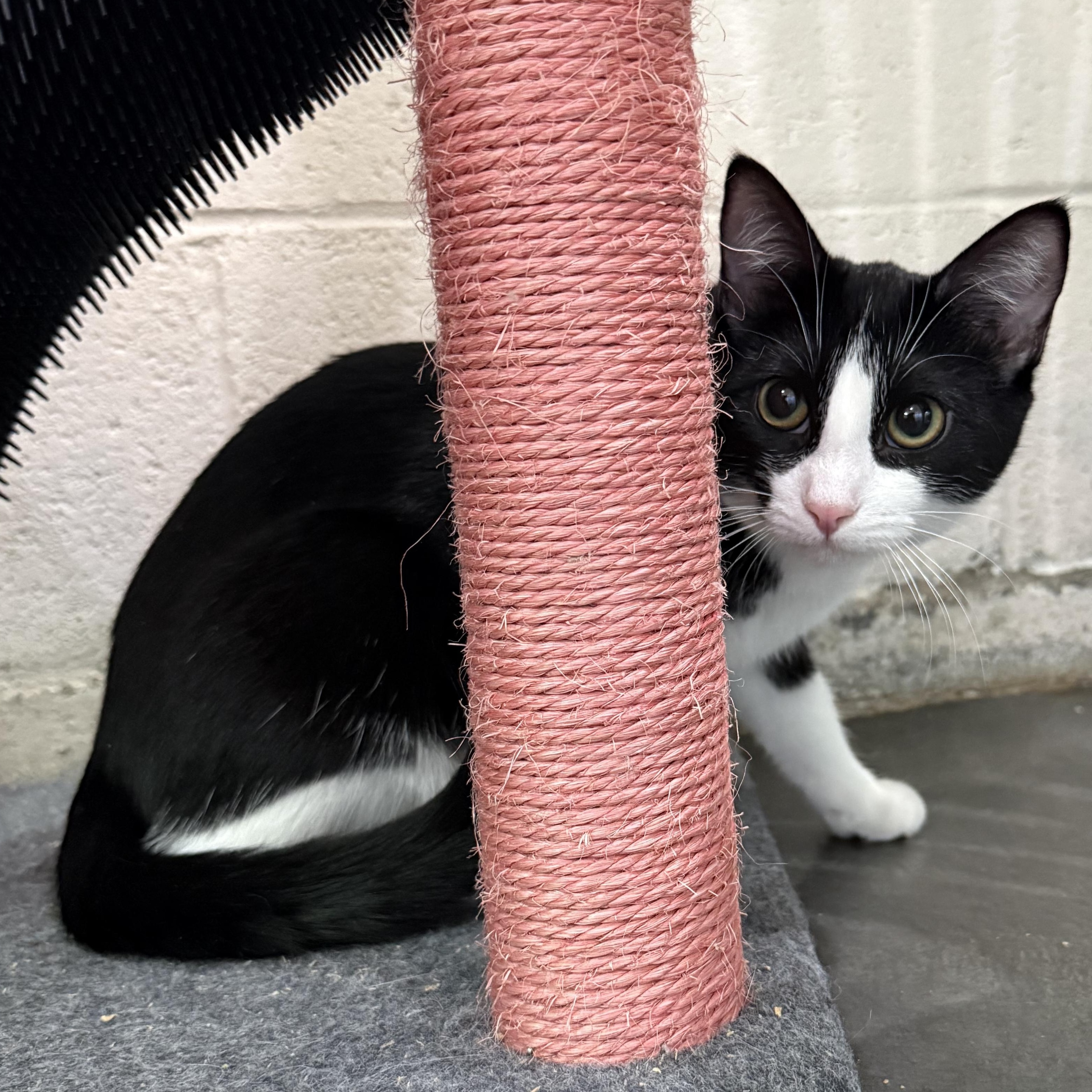 Cora, adopted, Kitten Female Domestic Short Hair.