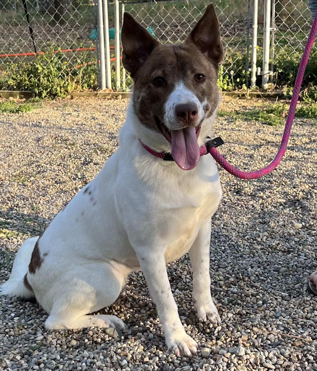 Enlarge Stone, a Adoptable mixed breed in Naperville, IL image 2/5