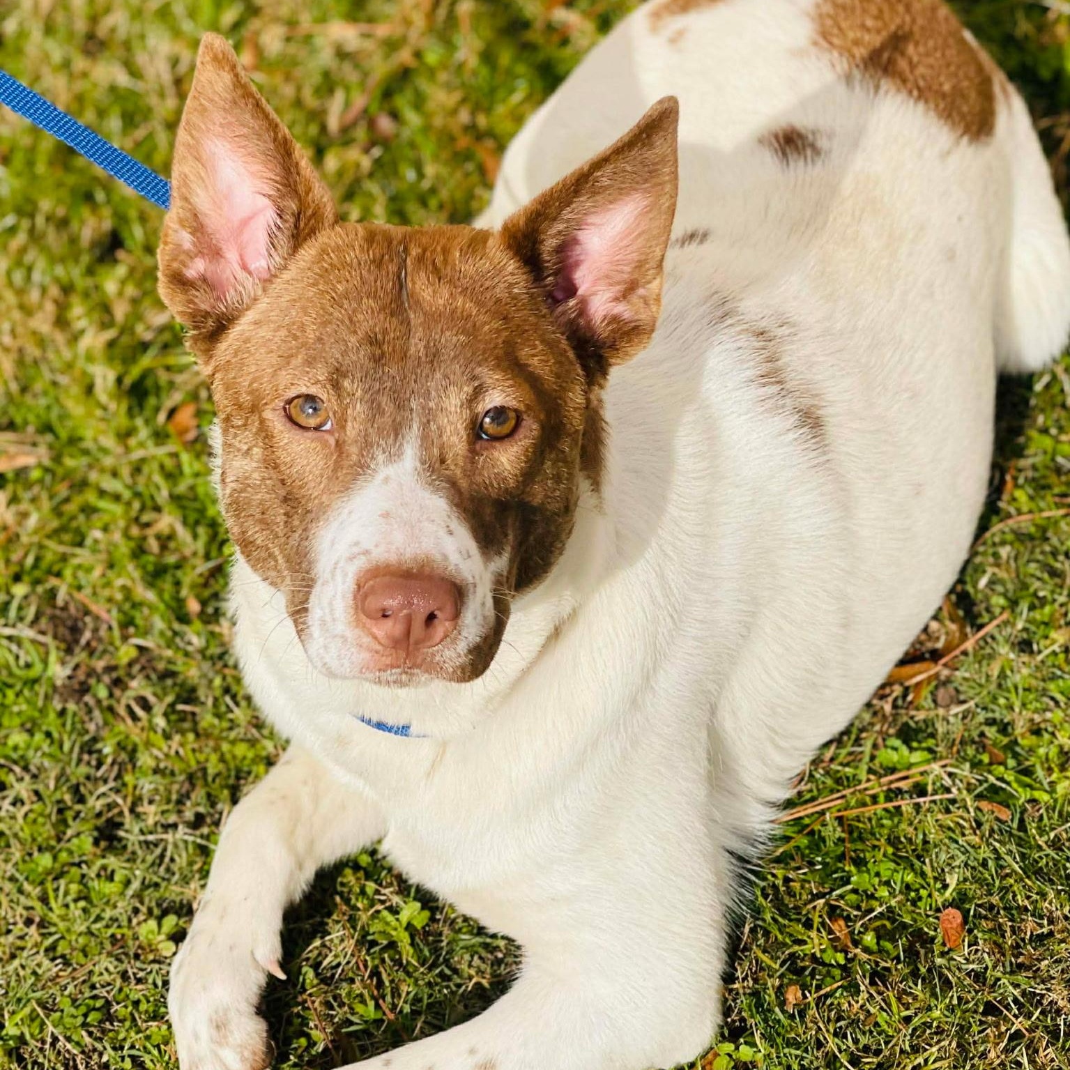 Stone, Adoptable, Adult Female Cattle Dog & Retriever.
