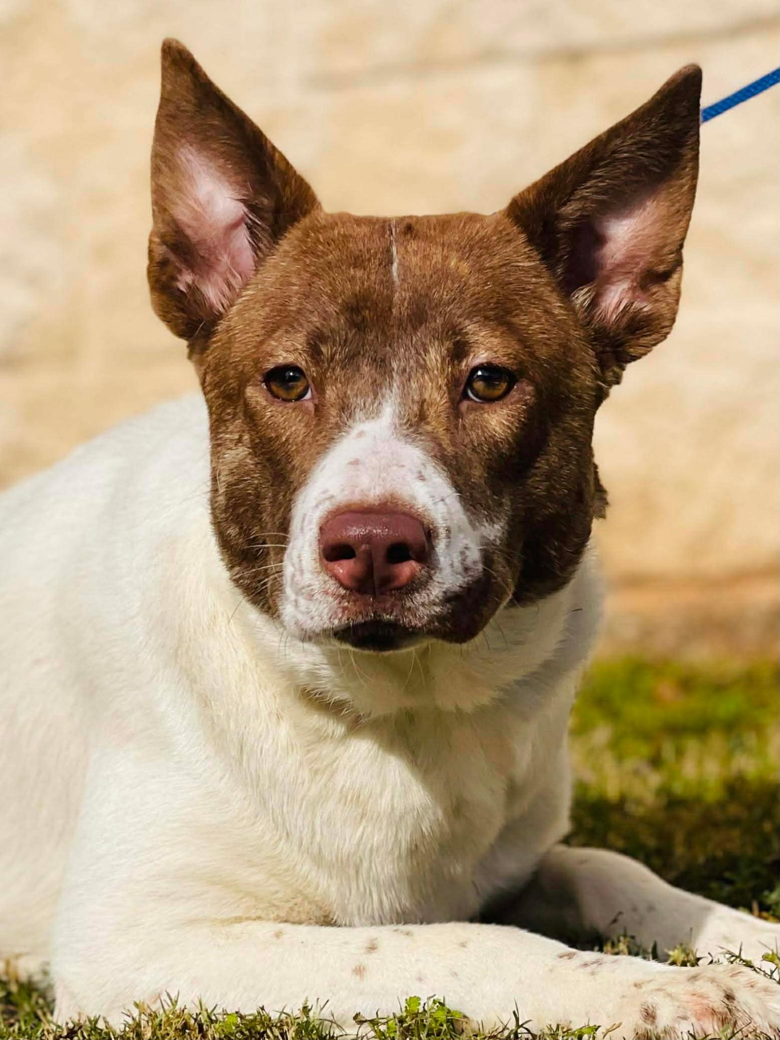Enlarge Stone, a Adoptable mixed breed in Naperville, IL image 5/5