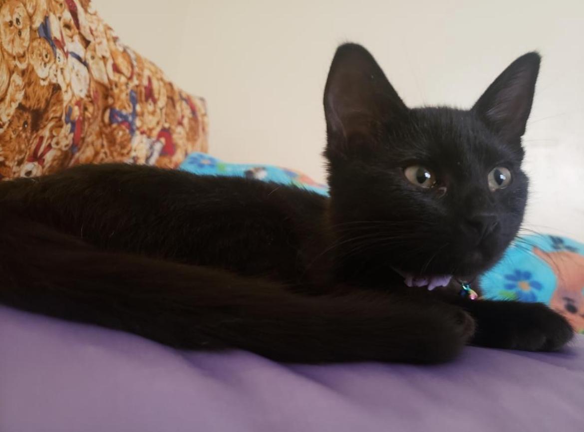 Shania, Young Female unknown
