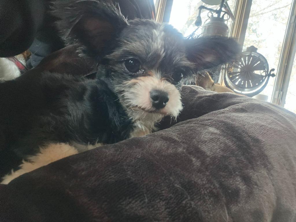 Enlarge Oreo, a Adopted mixed breed in Owatonna, MN image 1/3