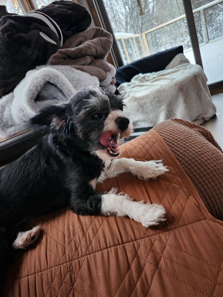 Enlarge Oreo, a Adopted mixed breed in Owatonna, MN image 3/3