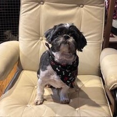 Enlarge Opal, a ADOPTABLE Shih Tzu in Manhasset, NY image 1/2