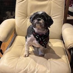 Enlarge Opal, a ADOPTABLE Shih Tzu in Manhasset, NY image 2/2