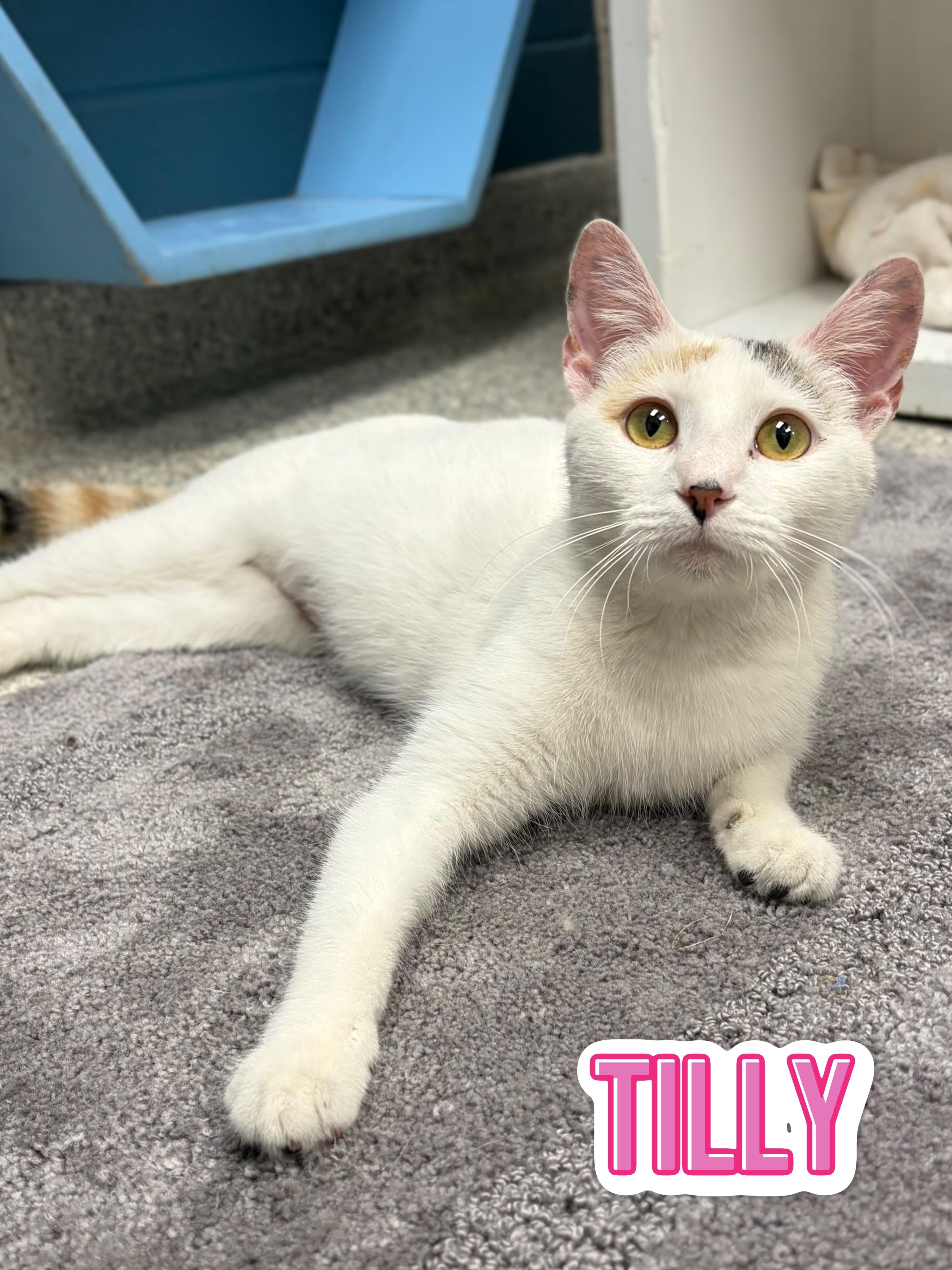 Tilly, adopted, Young Female Domestic Short Hair.