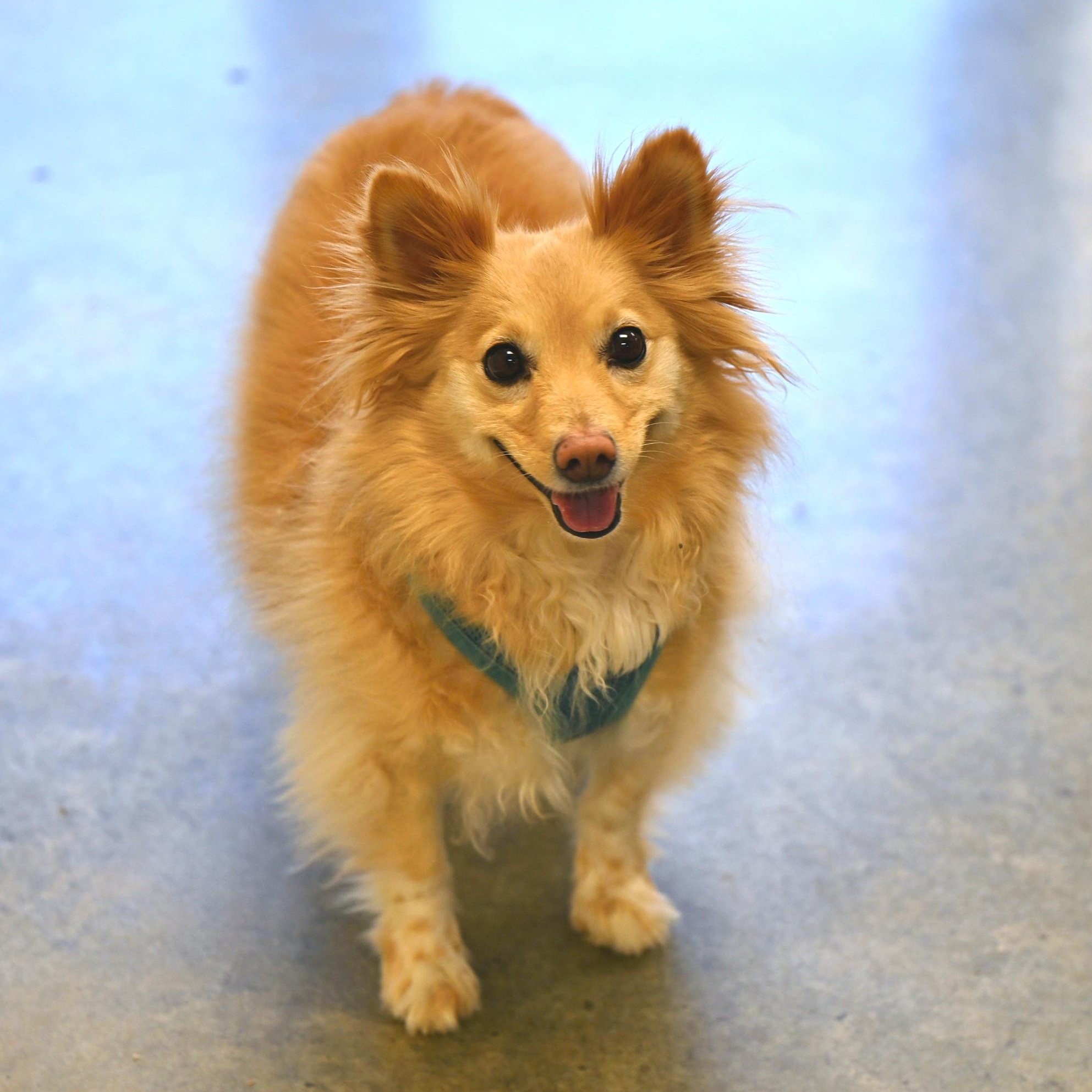 Enlarge Jack, an adopted mixed breed in Hot Springs, AR image 1/2
