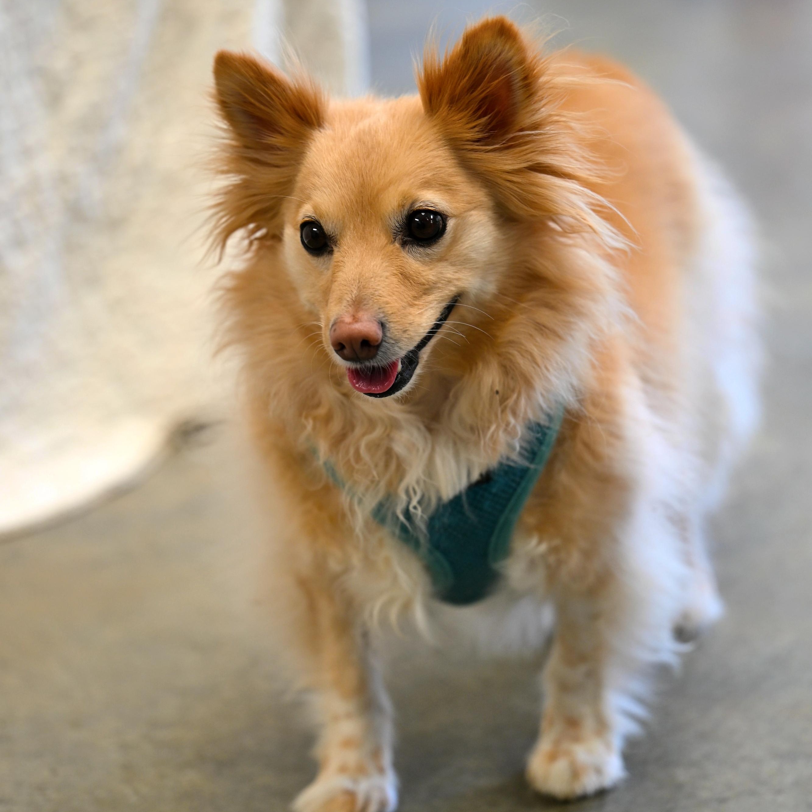 Enlarge Jack, an adopted mixed breed in Hot Springs, AR image 2/2