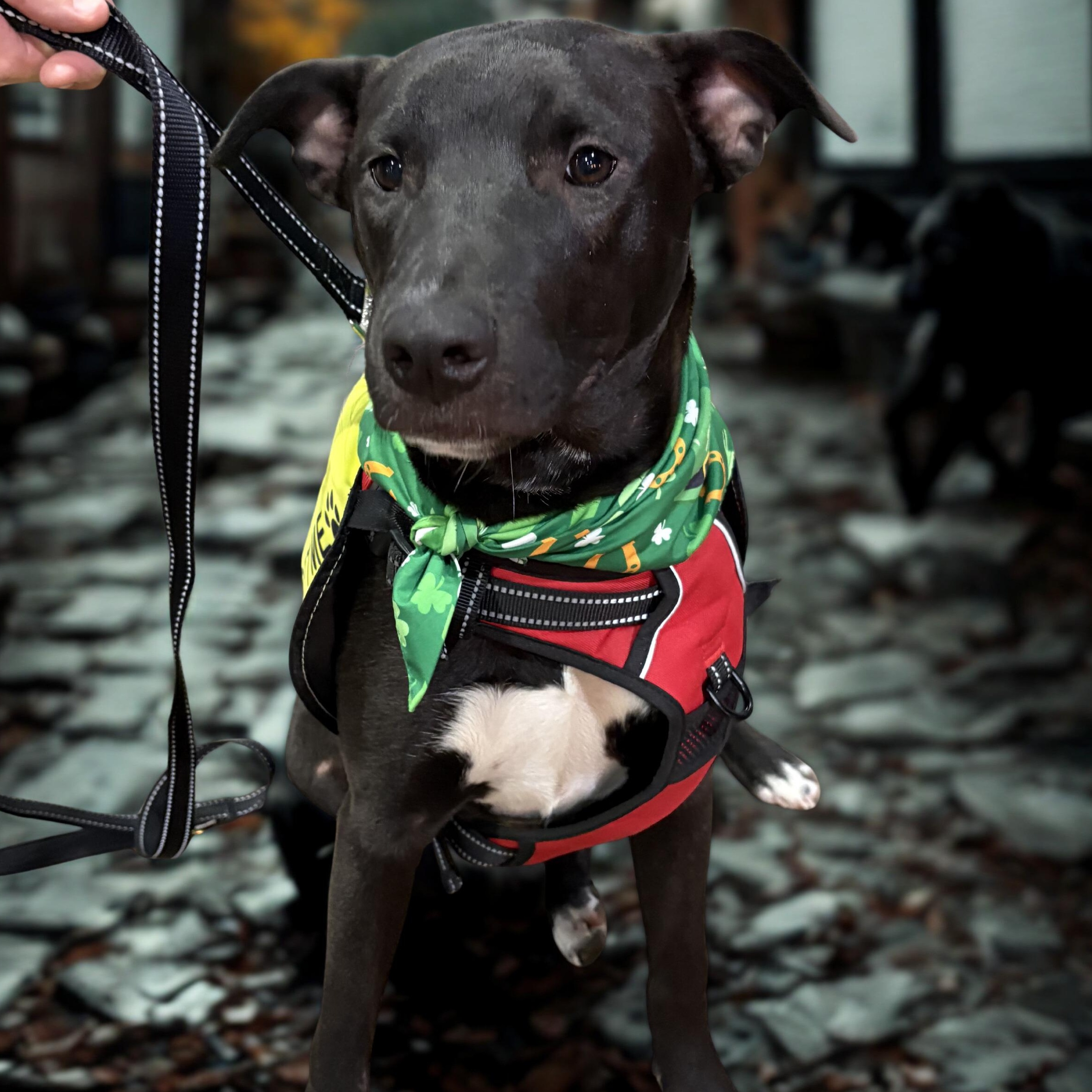 Scout 2 — thumbnail 6