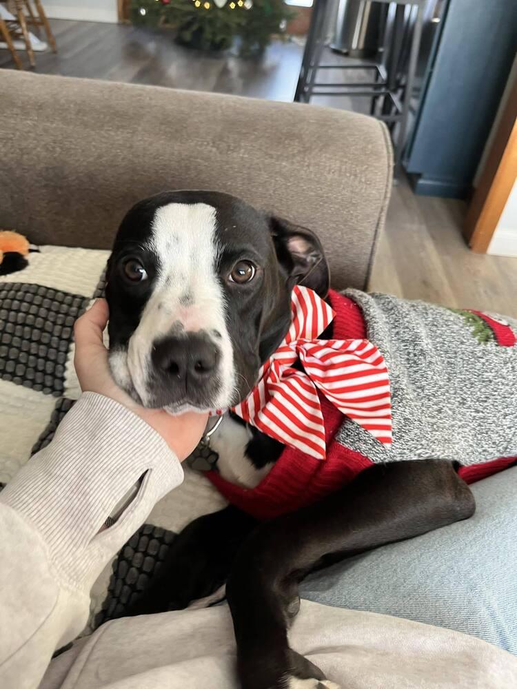 Star Crunch, Adoptable, Young Female Pit Bull Terrier & Hound.