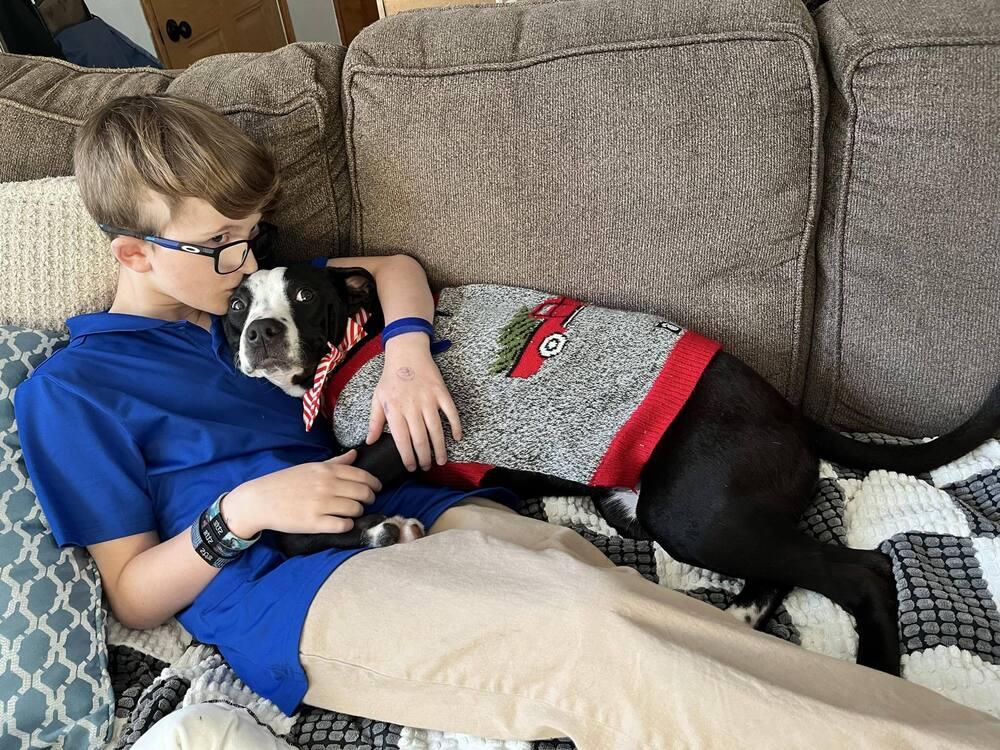 Enlarge Star Crunch, a Adoptable mixed breed in Amherst, NY image 2/6