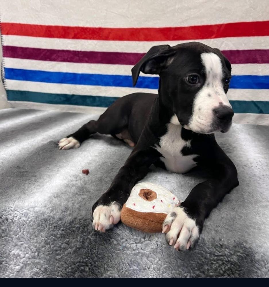 Enlarge Star Crunch, a Adoptable mixed breed in Amherst, NY image 3/6