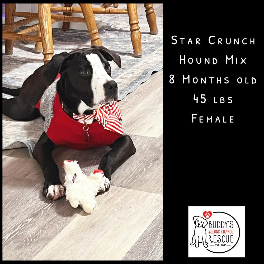 Enlarge Star Crunch, a Adoptable mixed breed in Amherst, NY image 4/6