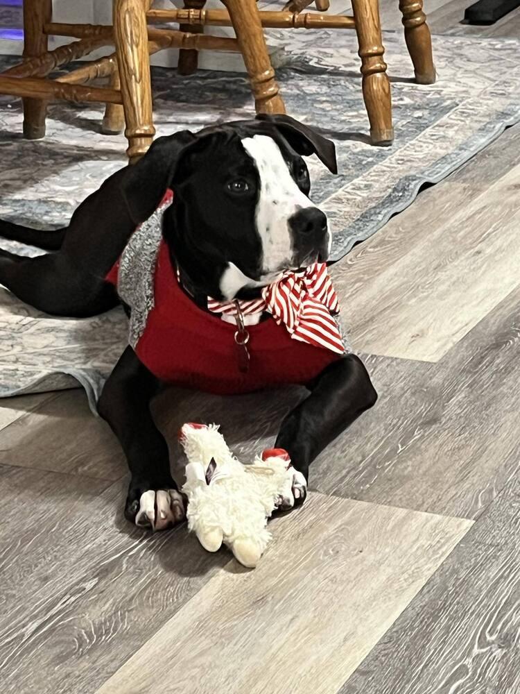 Enlarge Star Crunch, a Adoptable mixed breed in Amherst, NY image 5/6