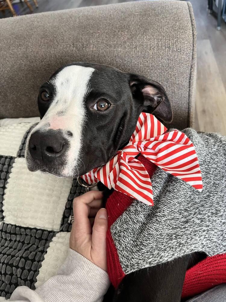 Enlarge Star Crunch, a Adoptable mixed breed in Amherst, NY image 6/6