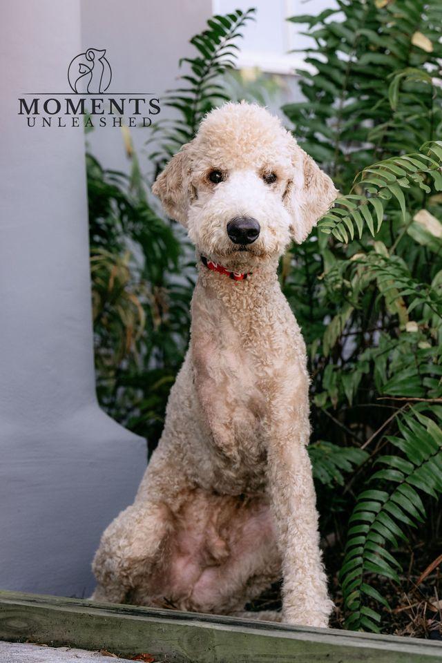 IHOP, Adoptable, Adult Male Goldendoodle.