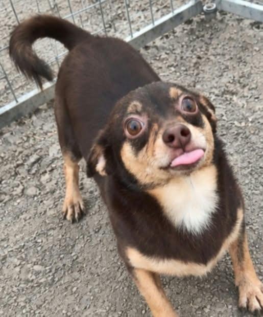 Enlarge Celia, a Adoptable mixed breed in Minneapolis, MN image 2/3