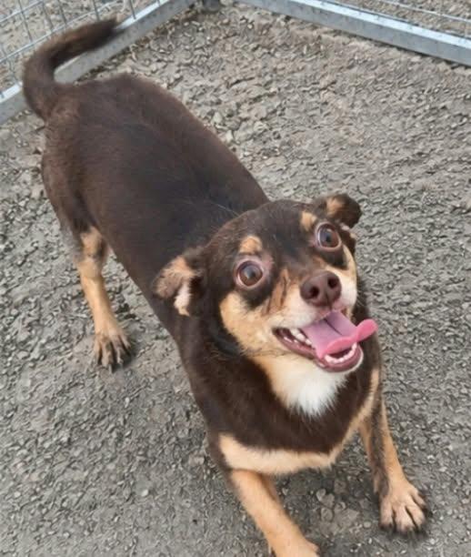 Enlarge Celia, a Adoptable mixed breed in Minneapolis, MN image 3/3