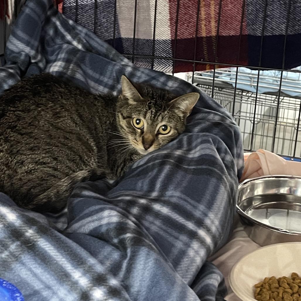 Daphne, Adoptable, Young Female Domestic Short Hair.