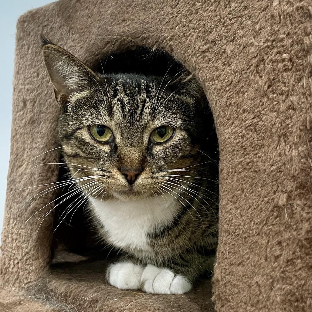 Enlarge Daphne, a Adoptable Domestic Short Hair in Fairmont, WV image 2/2