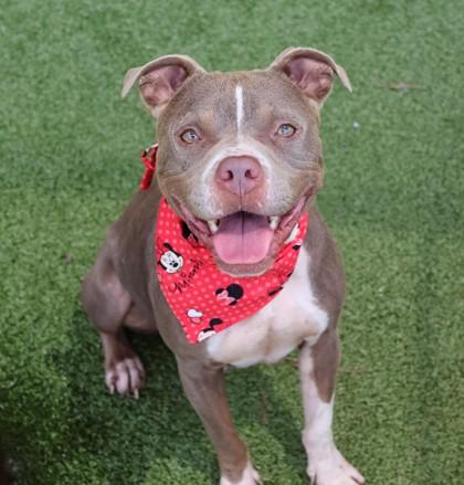 Athena, Adoptable, Young Female Mixed Breed.