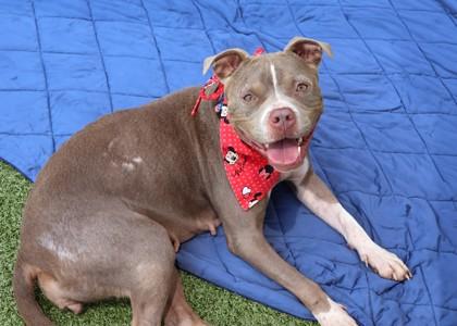 Athena, a Adoptable Mixed Breed in Athens, GA image 2/3