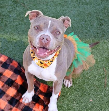 Enlarge Athena- Project Homebound, a Adoptable Mixed Breed in Athens, GA image 3/5