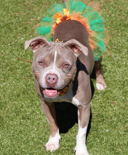 Enlarge Athena- Project Homebound, a Adoptable Mixed Breed in Athens, GA image 4/5