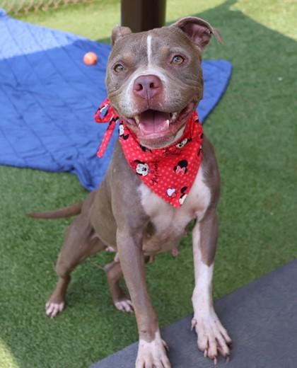 Athena, a Adoptable Mixed Breed in Athens, GA image 3/3