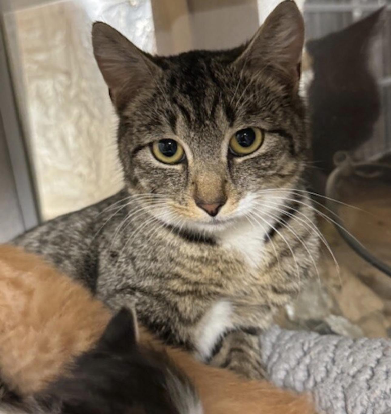 Penny , ADOPTABLE, Adult Female Domestic Short Hair.