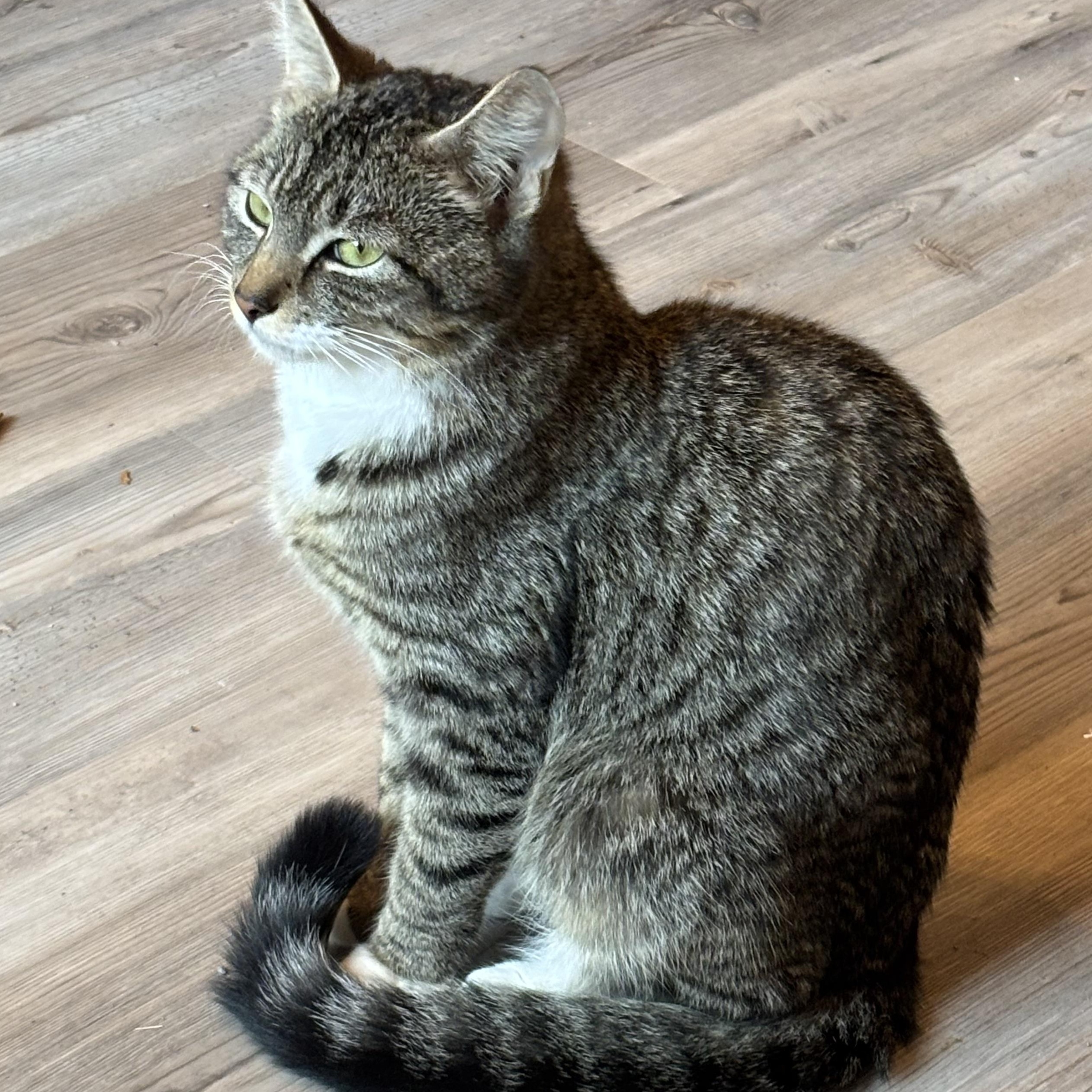 Enlarge Penny , a ADOPTABLE Domestic Short Hair in Fredericksburg, VA image 2/2
