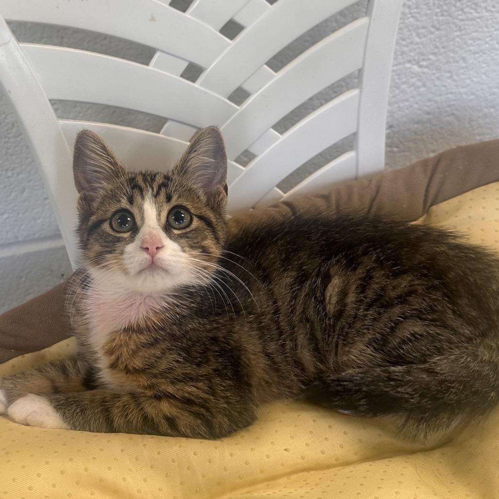 Enlarge Cropdust, a Adoptable Domestic Short Hair in Rocky Mount, VA image 1/3