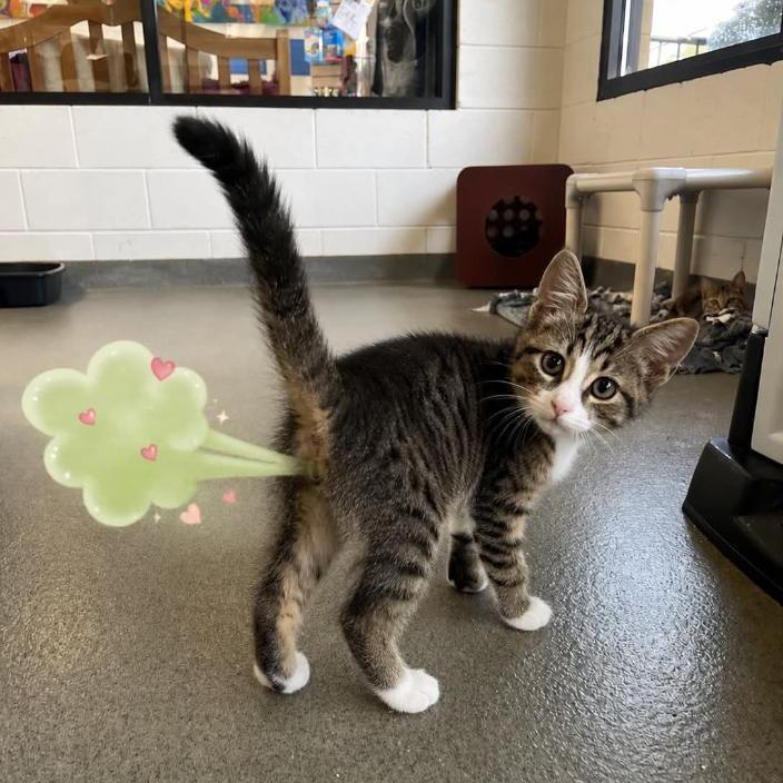 Enlarge Cropdust, a Adoptable Domestic Short Hair in Rocky Mount, VA image 2/3