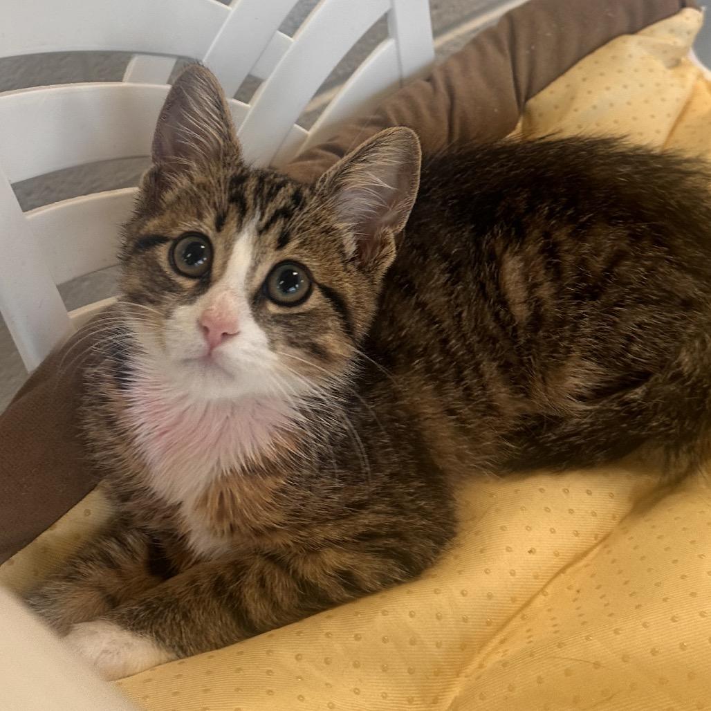 Enlarge Cropdust, a Adoptable Domestic Short Hair in Rocky Mount, VA image 3/3