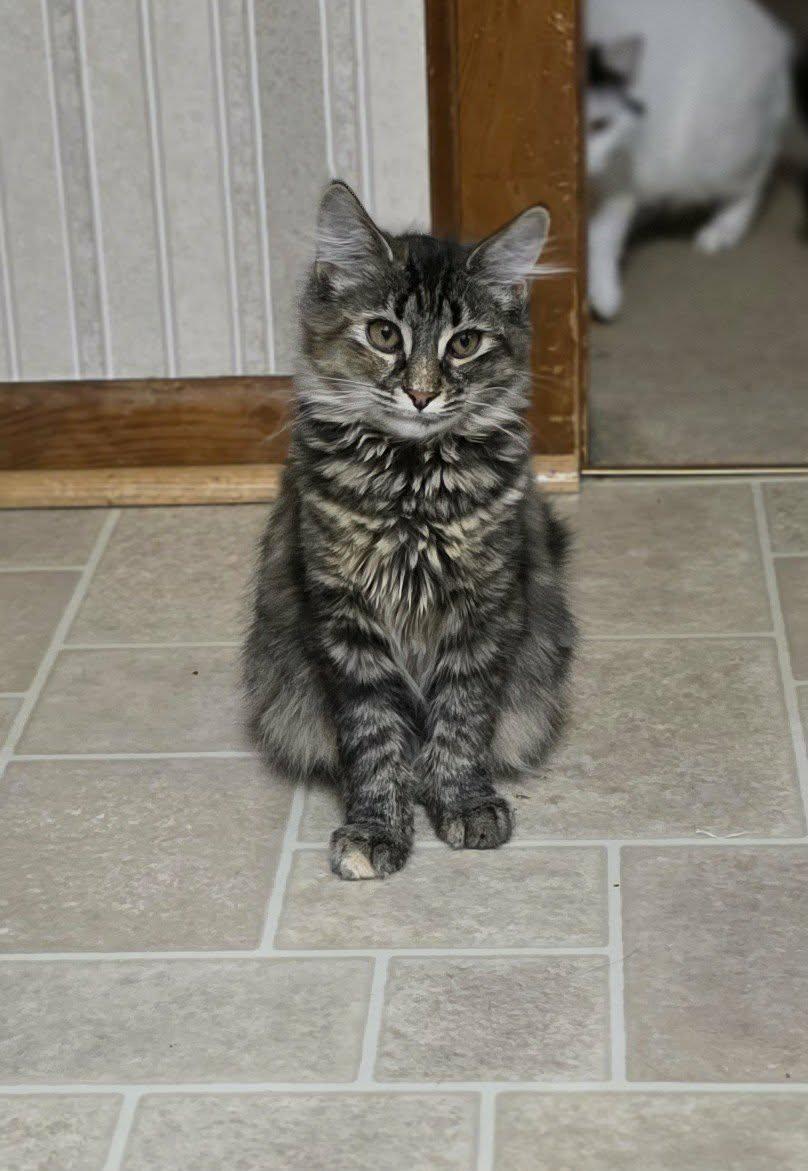 Harlow , ADOPTABLE, Young Female Domestic Long Hair.