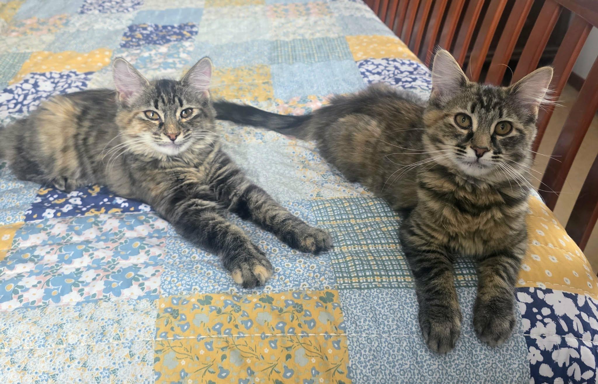 Enlarge Harlow , a ADOPTABLE Domestic Long Hair in Mechanicsburg, PA image 3/3