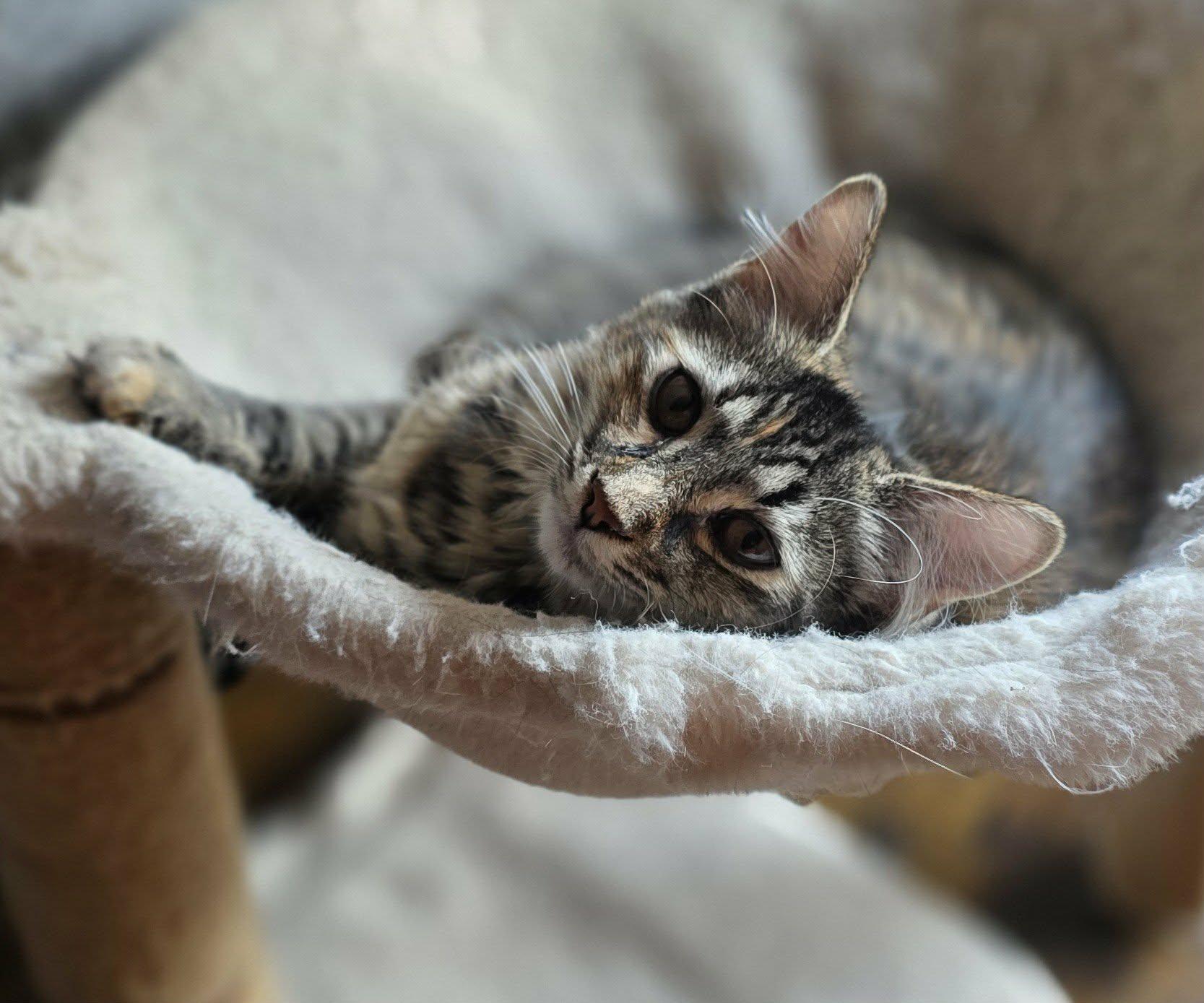 Enlarge Harlow , a ADOPTABLE Domestic Long Hair in Mechanicsburg, PA image 2/3