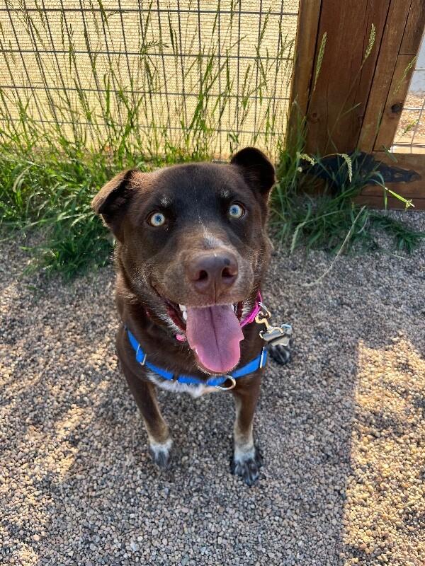 Enlarge Lily Bean, a Adoptable mixed breed in Westminster, CO image 1/6