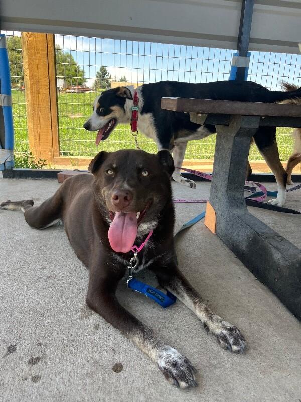 Enlarge Lily Bean, a Adoptable mixed breed in Westminster, CO image 2/6