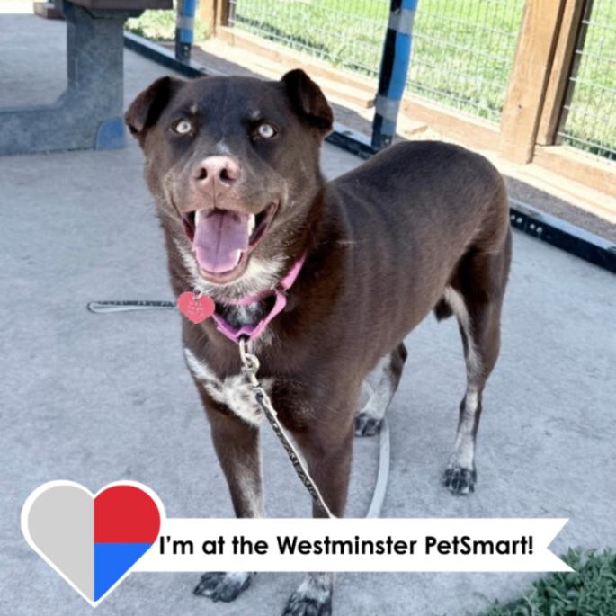 Enlarge Lily Bean, a Adoptable mixed breed in Westminster, CO image 3/6