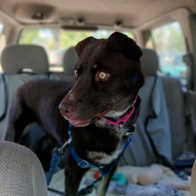 Enlarge Lily Bean, a Adoptable mixed breed in Westminster, CO image 4/6