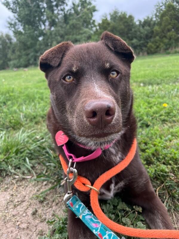 Enlarge Lily Bean, a Adoptable mixed breed in Westminster, CO image 5/6