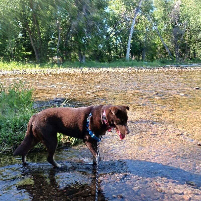 Enlarge Lily Bean, a Adoptable mixed breed in Westminster, CO image 6/6