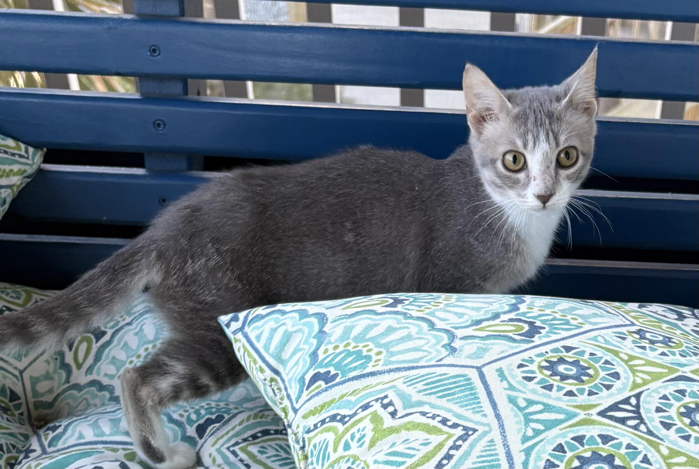 Enlarge Ranger, a Adoptable Domestic Short Hair in Sneads Ferry, NC image 1/3