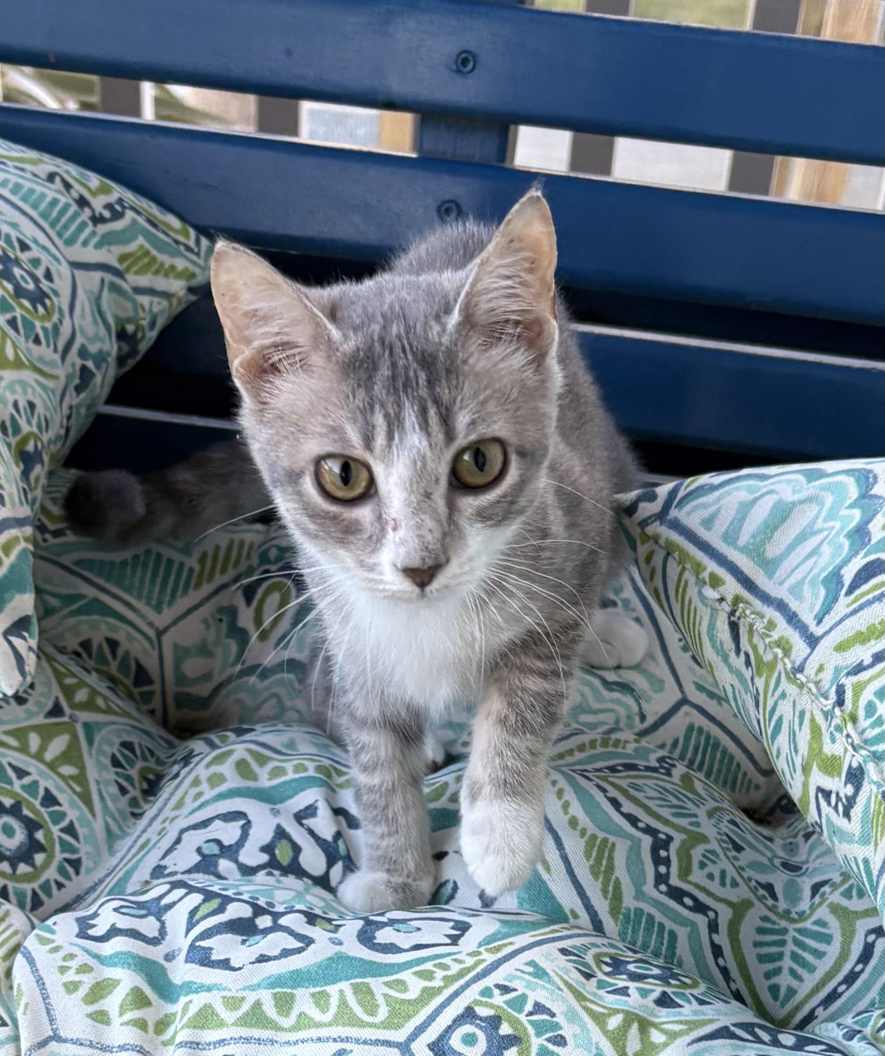 Enlarge Ranger, a Adoptable Domestic Short Hair in Sneads Ferry, NC image 2/3