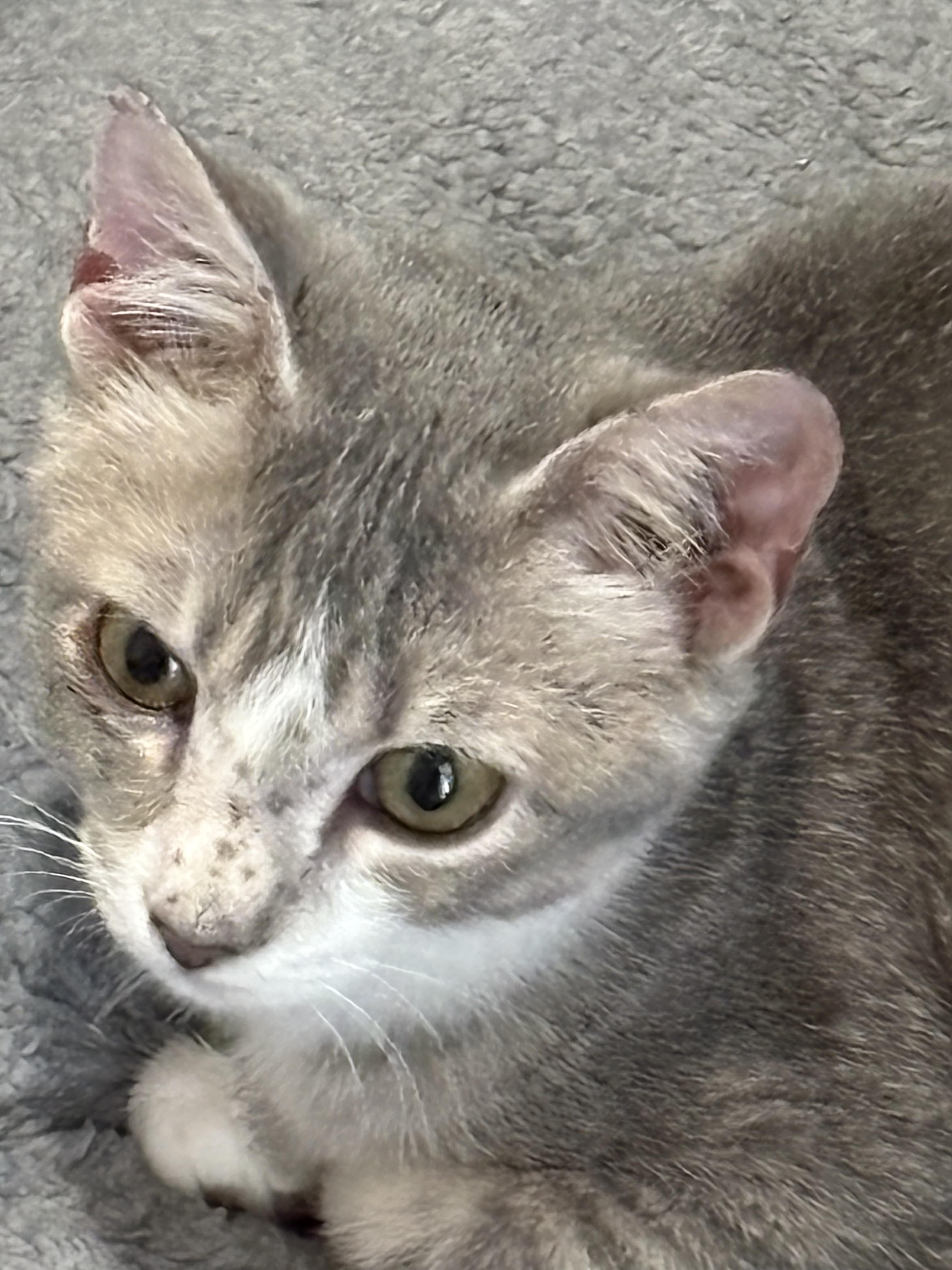 Enlarge Ranger, a Adoptable Domestic Short Hair in Sneads Ferry, NC image 3/3