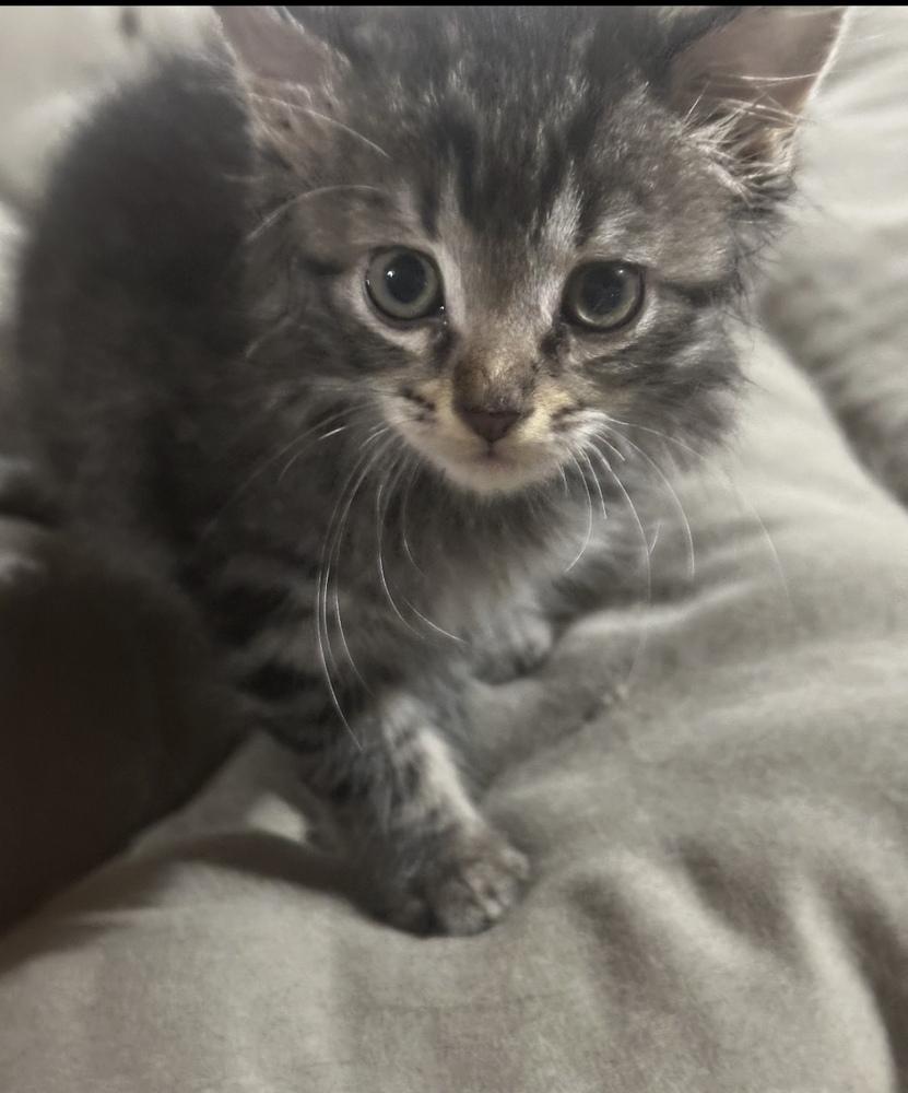 Prinzess, Adoptable, Kitten Female Domestic Short Hair & Tabby.