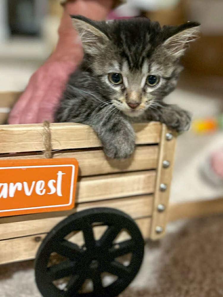 Enlarge Prinzess, a Adoptable mixed breed in Poplar Grove, IL image 2/2